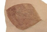 Red Fossil Hickory Leaf (Carya) - Montana #188939-1